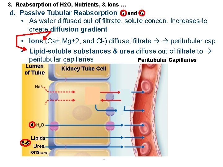 3. Reabsorption of H 2 O, Nutrients, & Ions … d. Passive Tubular Reabsorption