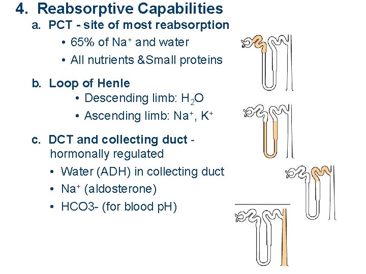 4. Reabsorptive Capabilities a. PCT - site of most reabsorption • 65% of Na+