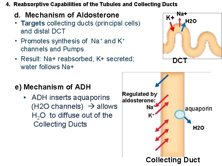 4. Reabsorptive Capabilities of the Tubules and Collecting Ducts Na+ K+ H 2 O