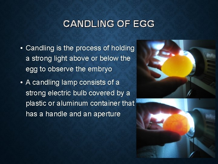 CANDLING OF EGG • Candling is the process of holding a strong light above