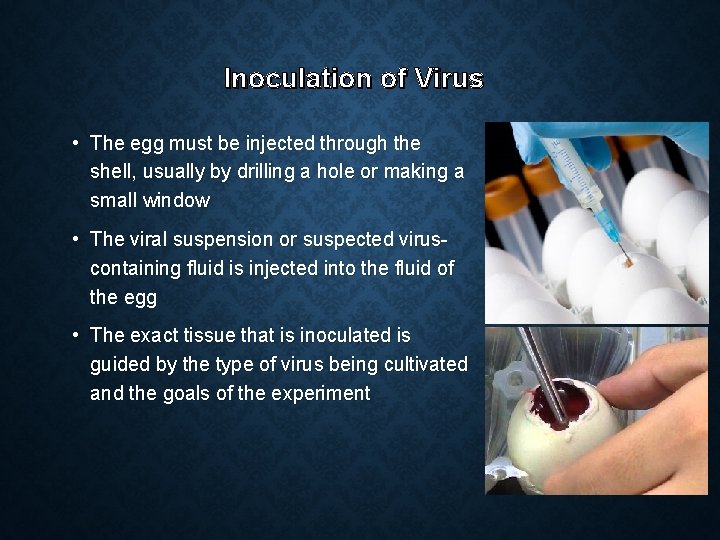 Inoculation of Virus • The egg must be injected through the shell, usually by