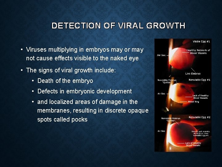 DETECTION OF VIRAL GROWTH • Viruses multiplying in embryos may or may not cause