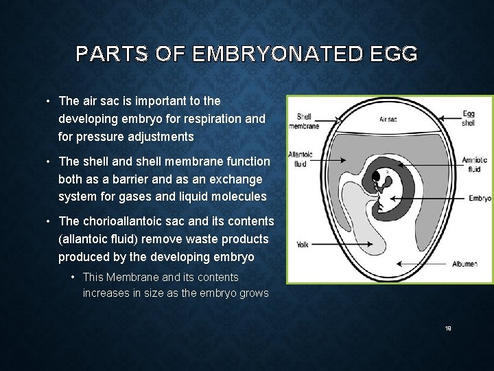 PARTS OF EMBRYONATED EGG • The air sac is important to the developing embryo