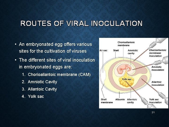 ROUTES OF VIRAL INOCULATION • An embryonated egg offers various sites for the cultivation