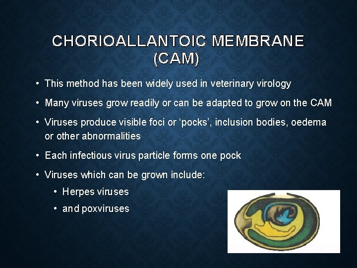 CHORIOALLANTOIC MEMBRANE (CAM) • This method has been widely used in veterinary virology •