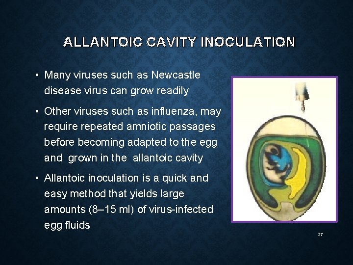 ALLANTOIC CAVITY INOCULATION • Many viruses such as Newcastle disease virus can grow readily