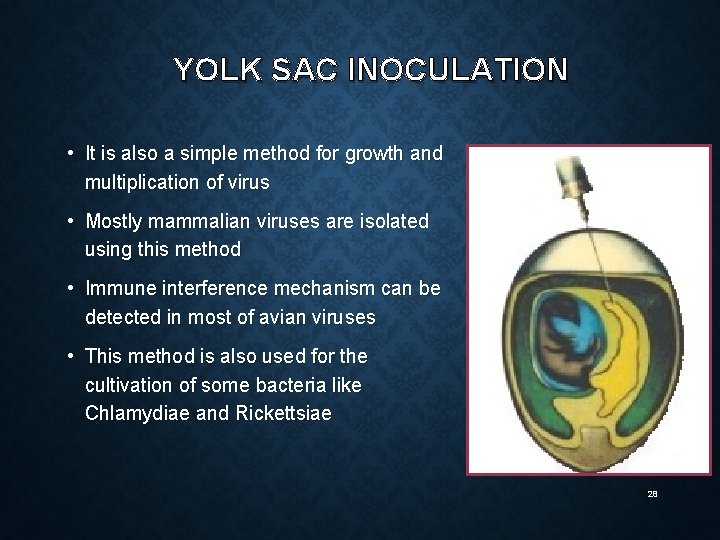 YOLK SAC INOCULATION • It is also a simple method for growth and multiplication