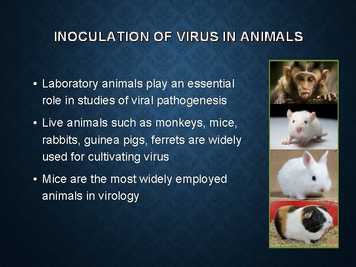 INOCULATION OF VIRUS IN ANIMALS • Laboratory animals play an essential role in studies