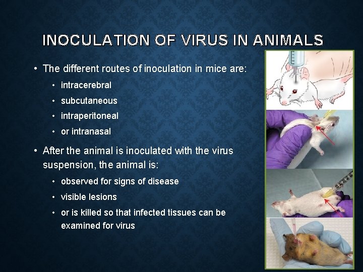 INOCULATION OF VIRUS IN ANIMALS • The different routes of inoculation in mice are: