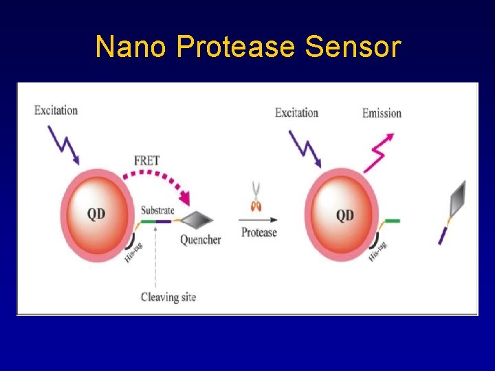 Nano Protease Sensor 
