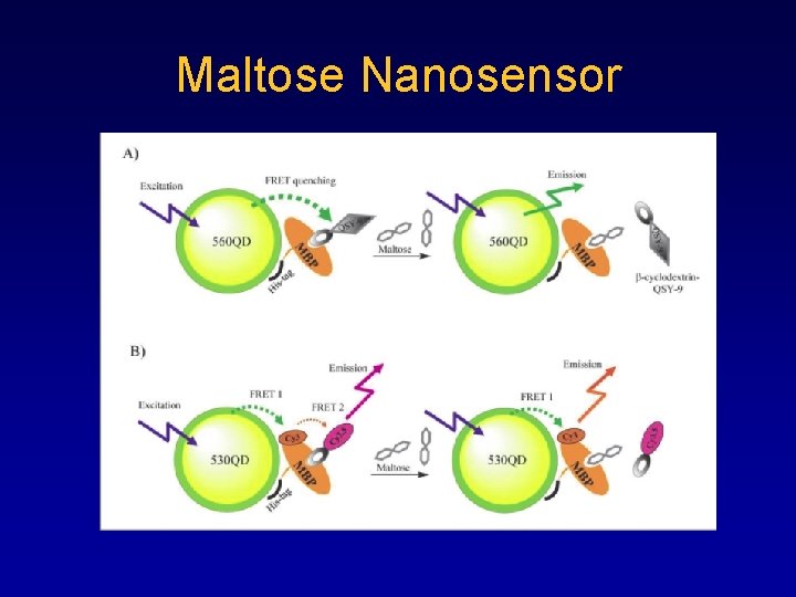 Maltose Nanosensor 
