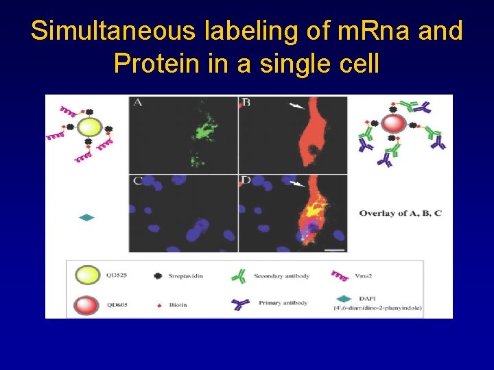 Simultaneous labeling of m. Rna and Protein in a single cell 