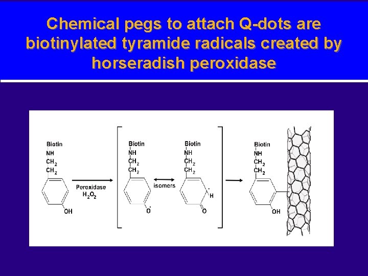 Chemical pegs to attach Q-dots are biotinylated tyramide radicals created by horseradish peroxidase 