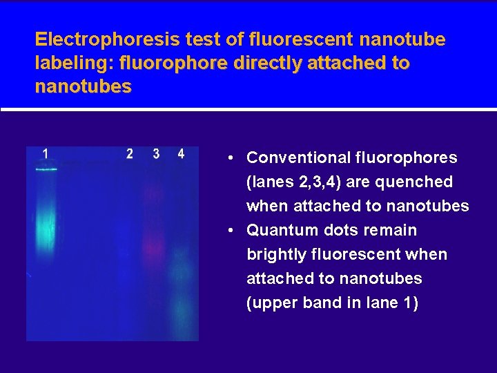 Electrophoresis test of fluorescent nanotube labeling: fluorophore directly attached to nanotubes • Conventional fluorophores
