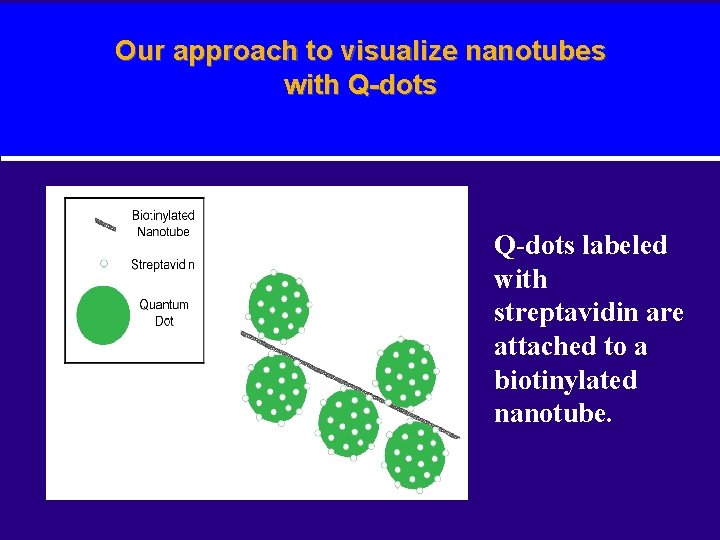 Our approach to visualize nanotubes with Q-dots labeled with streptavidin are attached to a