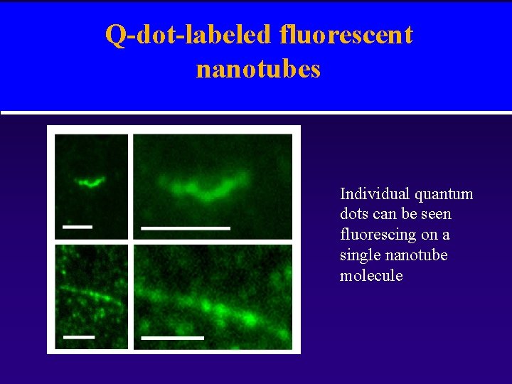 Q-dot-labeled fluorescent nanotubes Individual quantum dots can be seen fluorescing on a single nanotube
