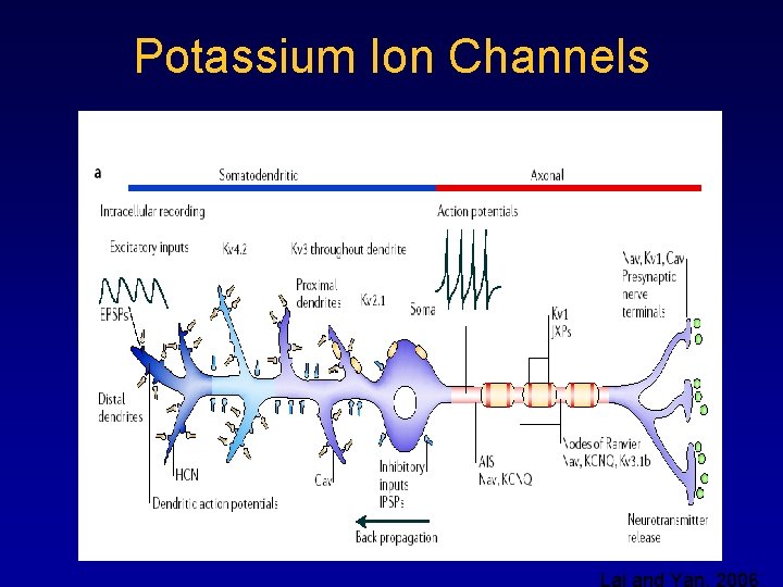 Potassium Ion Channels Lai and Yan, 2006 