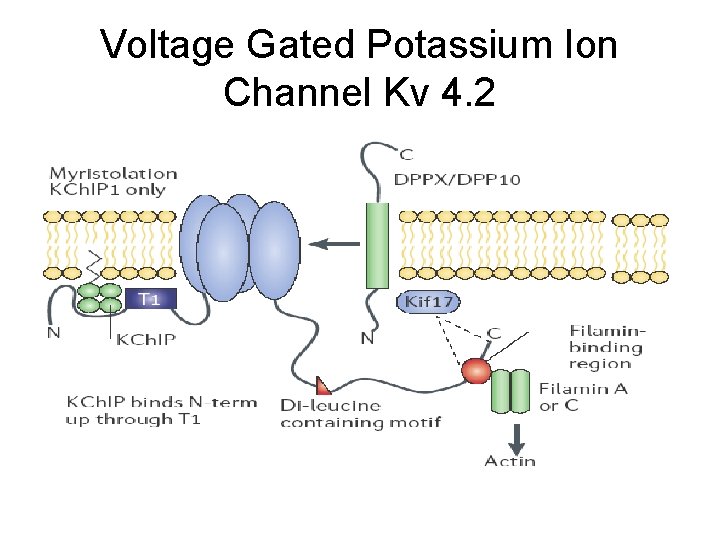 Voltage Gated Potassium Ion Channel Kv 4. 2 