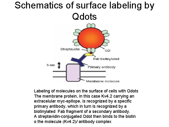 Schematics of surface labeling by Qdots Labeling of molecules on the surface of cells