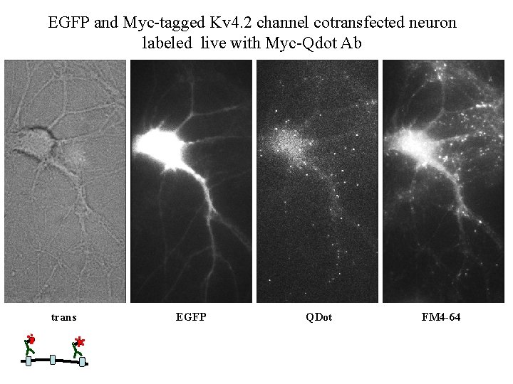 EGFP and Myc-tagged Kv 4. 2 channel cotransfected neuron labeled live with Myc-Qdot Ab