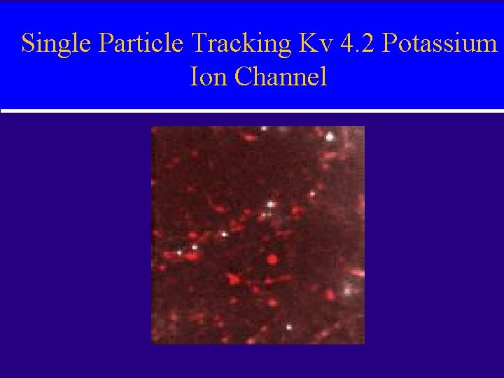 Single Particle Tracking Kv 4. 2 Potassium Ion Channel 