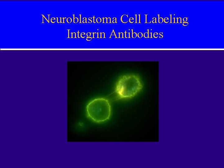 Neuroblastoma Cell Labeling Integrin Antibodies 