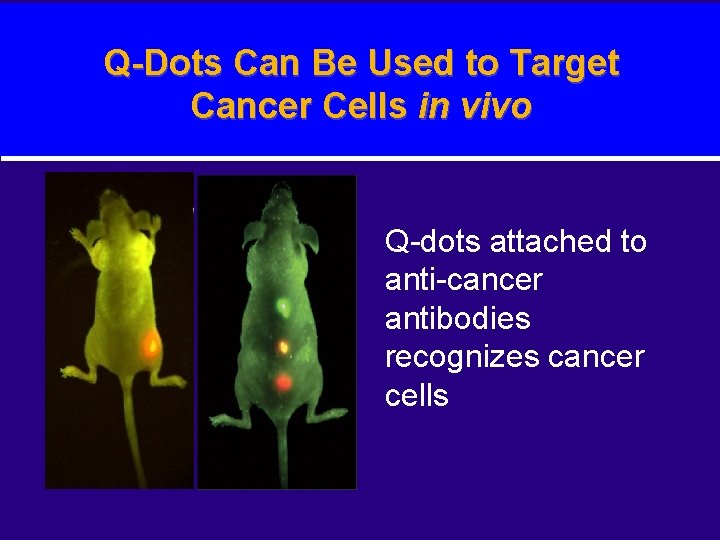 Q-Dots Can Be Used to Target Cancer Cells in vivo Q-dots attached to anti-cancer