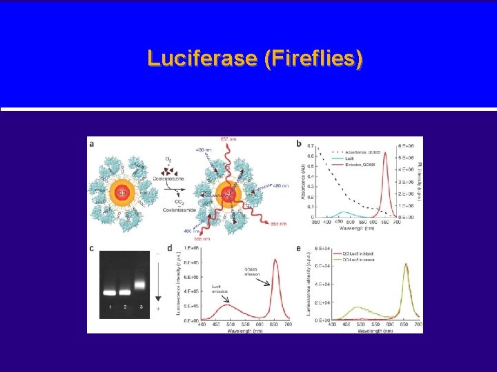 Luciferase (Fireflies) 