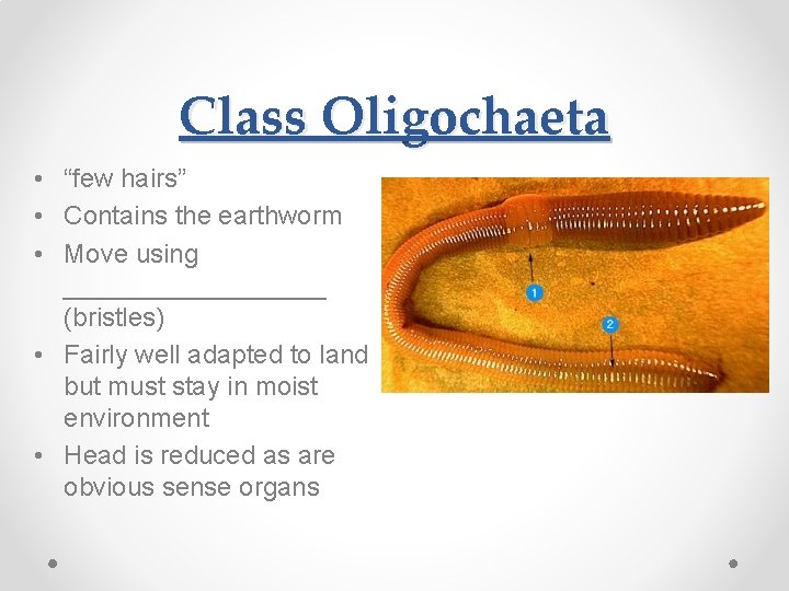 Class Oligochaeta • “few hairs” • Contains the earthworm • Move using _________ (bristles)