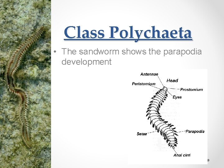 Class Polychaeta • The sandworm shows the parapodia development 