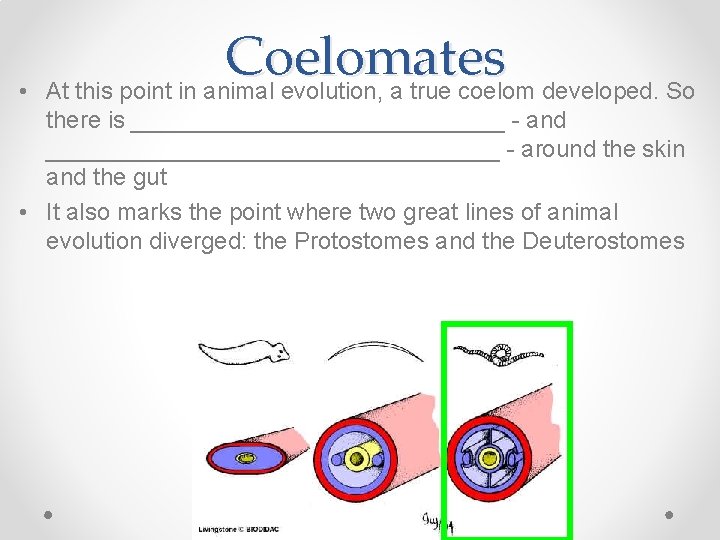  • Coelomates At this point in animal evolution, a true coelom developed. So