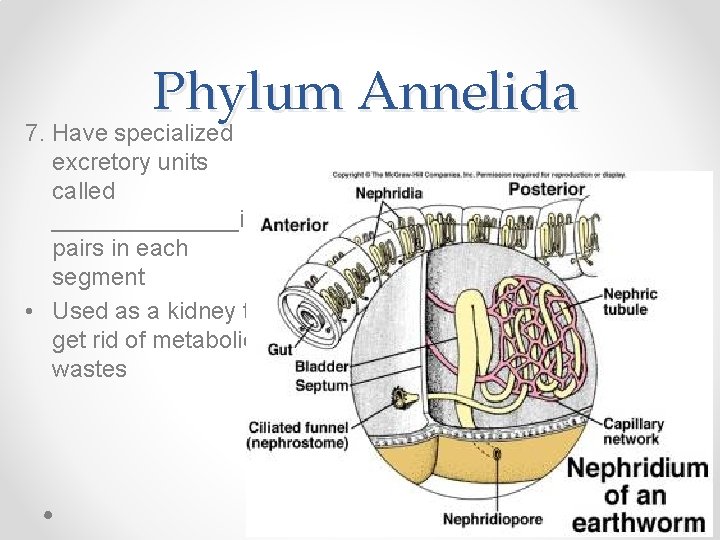 Phylum Annelida 7. Have specialized excretory units called _______in pairs in each segment •
