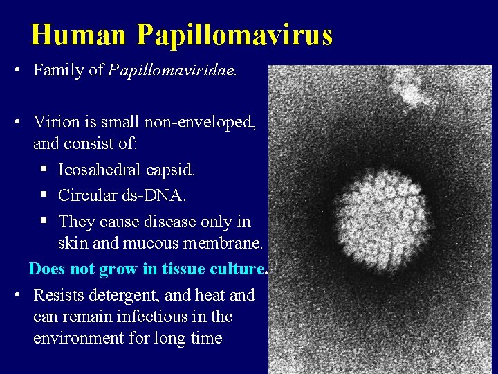 Human Papillomavirus • Family of Papillomaviridae. • Virion is small non-enveloped, and consist of: