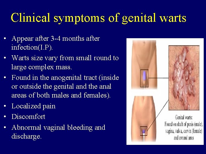 Clinical symptoms of genital warts • Appear after 3 -4 months after infection(I. P).