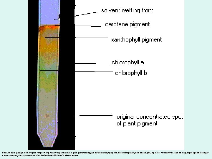 http: //images. google. com/imgres? imgurl=http: //www. regentsprep. org/Regents/biology/units/laboratory/graphics/chromatographycompleted. gif&imgrefurl =http: //www. regentsprep. org/Regents/biology/ units/laboratory/instrumentation.