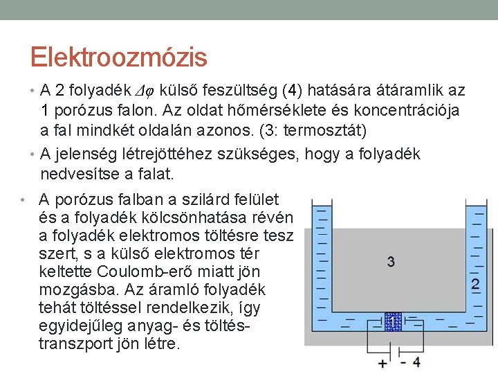 Elektroozmózis • A 2 folyadék Δφ külső feszültség (4) hatására átáramlik az 1 porózus