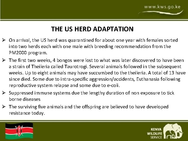 THE US HERD ADAPTATION Ø On arrival, the US herd was quarantined for about THE US HERD ADAPTATION Ø On arrival, the US herd was quarantined for about