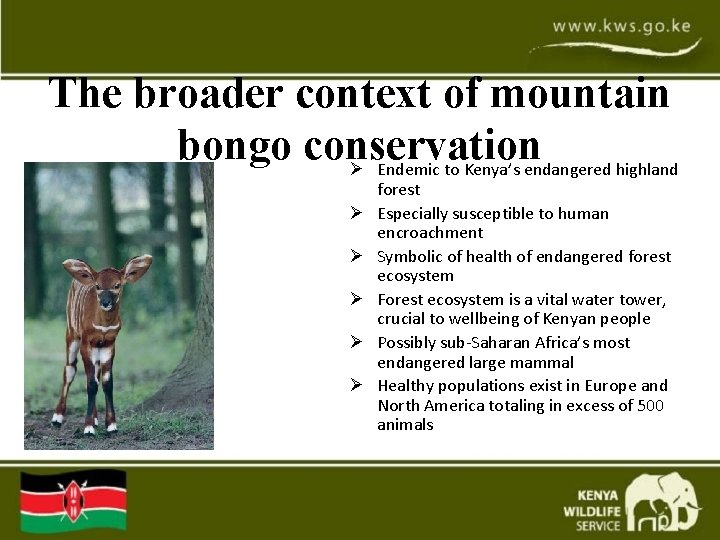 The broader context of mountain bongo conservation Ø Endemic to Kenya’s endangered highland Ø The broader context of mountain bongo conservation Ø Endemic to Kenya’s endangered highland Ø