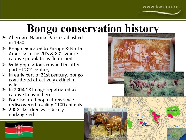 Bongo conservation history Ø Aberdare National Park established in 1950 Ø Bongo exported to Bongo conservation history Ø Aberdare National Park established in 1950 Ø Bongo exported to