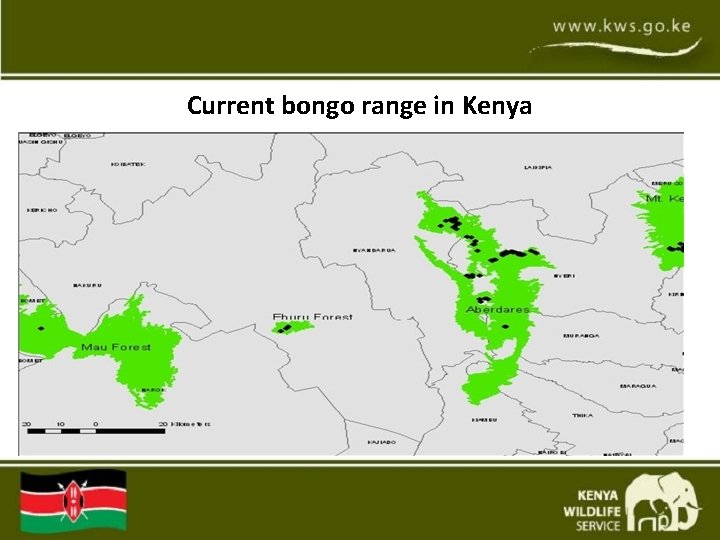 Current bongo range in Kenya  Current bongo range in Kenya