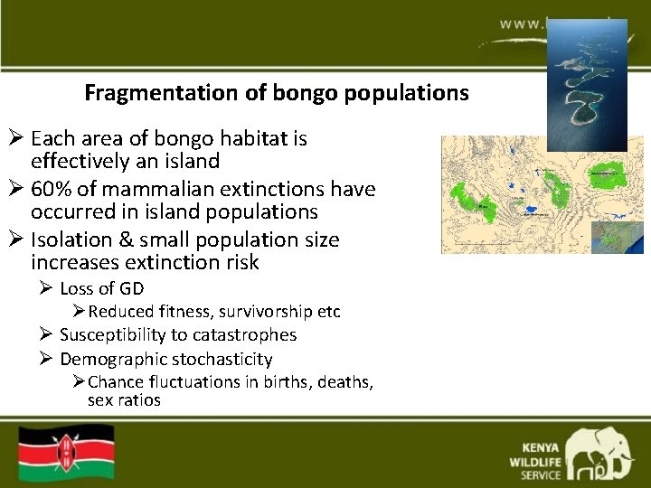 Fragmentation of bongo populations Ø Each area of bongo habitat is effectively an island Fragmentation of bongo populations Ø Each area of bongo habitat is effectively an island