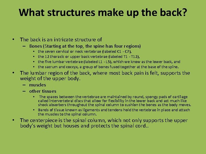What structures make up the back? • The back is an intricate structure of