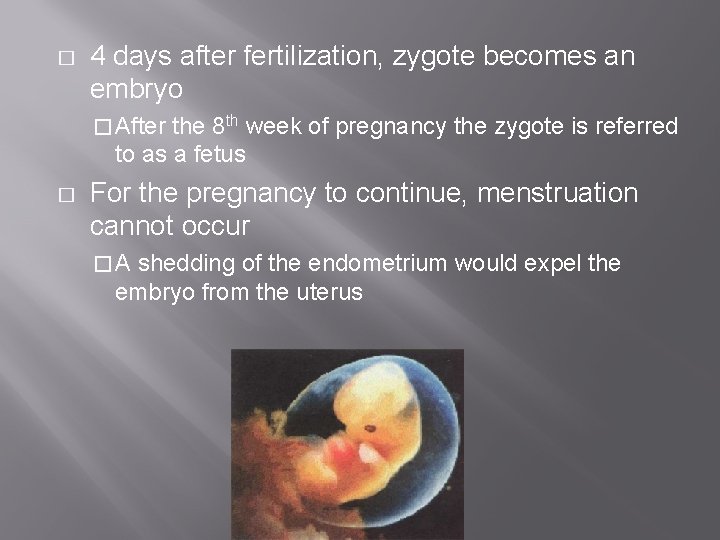 � 4 days after fertilization, zygote becomes an embryo � After the 8 th