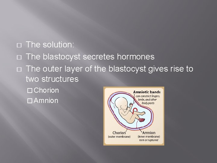 � � � The solution: The blastocyst secretes hormones The outer layer of the