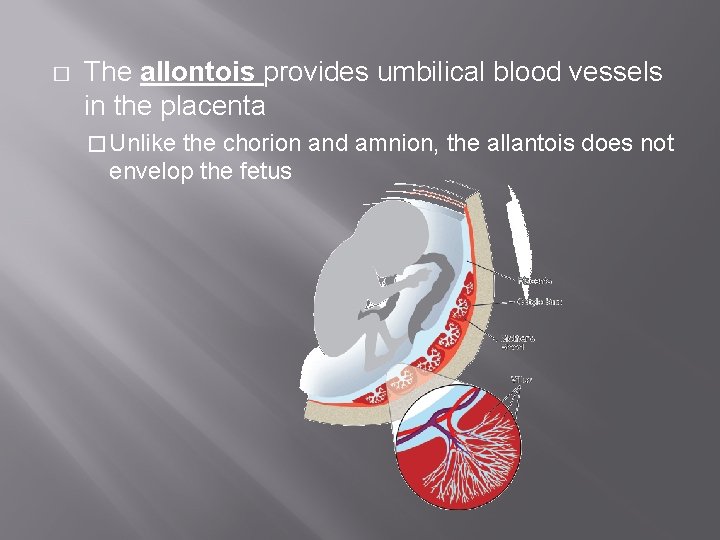 � The allontois provides umbilical blood vessels in the placenta � Unlike the chorion