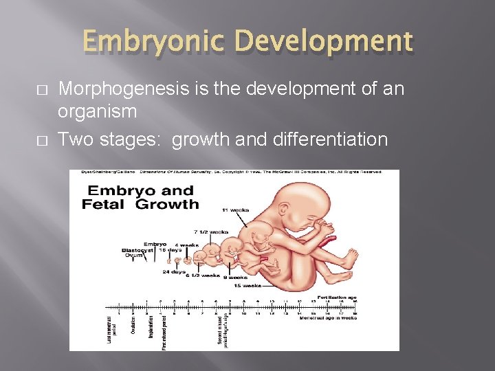 Embryonic Development � � Morphogenesis is the development of an organism Two stages: growth