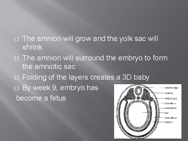 The amnion will grow and the yolk sac will shrink � The amnion will
