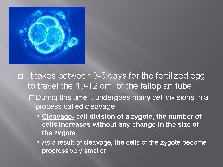 � It takes between 3 -5 days for the fertilized egg to travel the