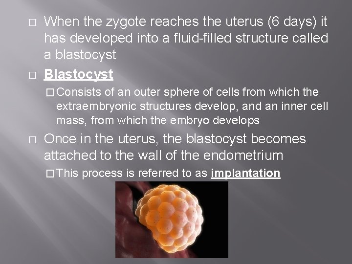� � When the zygote reaches the uterus (6 days) it has developed into