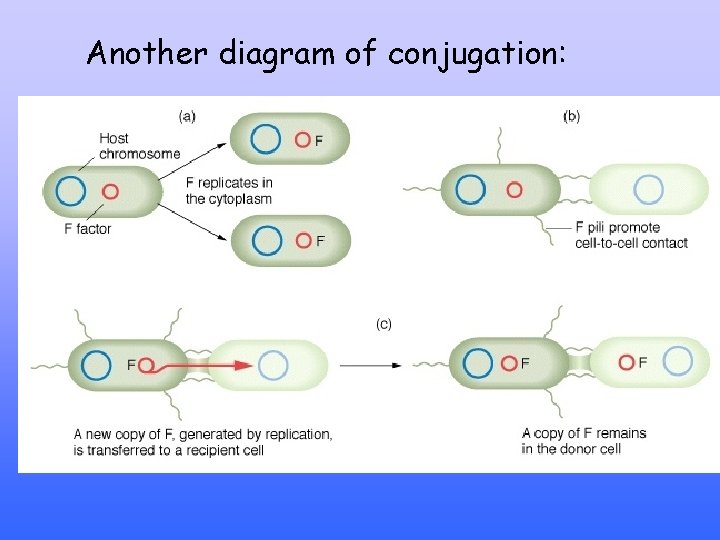 Another diagram of conjugation: 